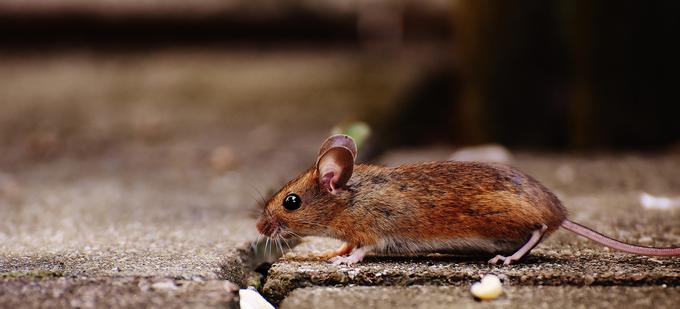 Ena izmed teorij o poreklu imena računalniške miške se sklicuje na nesporno podobnost s pravo miško. | Foto: Pixabay