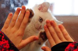 Simpatične šape z dodatnimi dvanajstimi prstki - zelo posebno leglo potepuške mačke