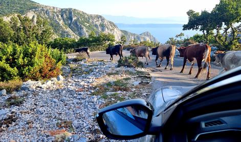 Najvišja cesta na Hrvaškem in krave, ki jo zagodejo voznikom #foto