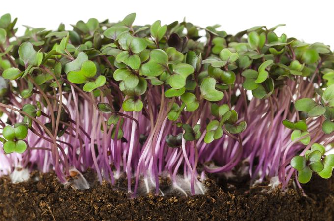 Mikrozelenjava iz semen rdečega zelja | Foto: Getty Images
