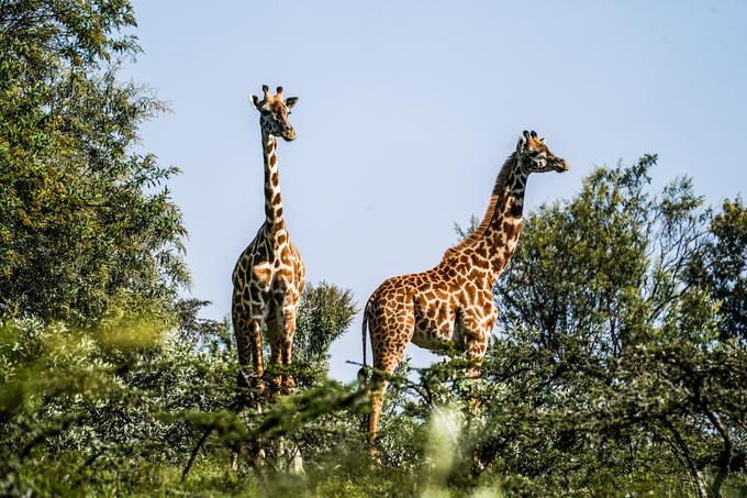 Reli Safari Kenija | Foto: M-Sport Ford