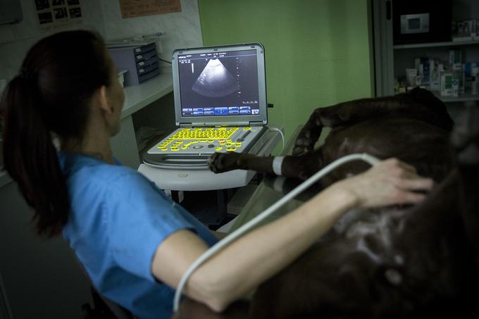 Veterinarji opravljajo tudi ultrazvok. | Foto: Ana Kovač