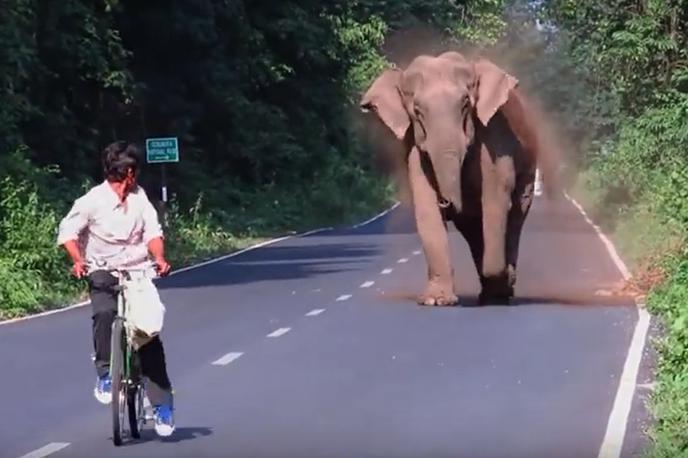 Slon in kolesar | Foto YouTube