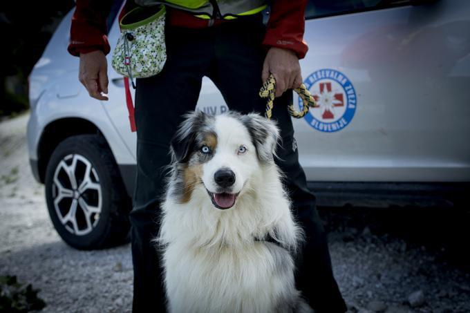 Reševalni psi so gorskim reševalcem v veliko pomoč.  | Foto: 