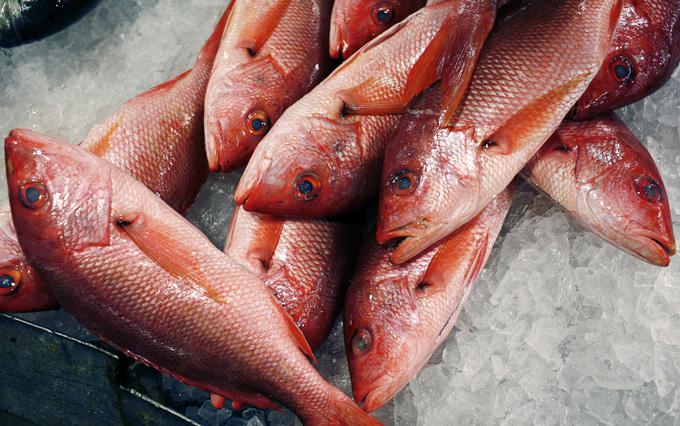 Pri nekaterih vrstah rib, kot so pacifiški oslič ter pacifiška in atlantska trska, pa tudi rdeči hlastač, se je delež starejših primerkov v zadnjih desetletjih zmanjšal celo za več kot 95 odstotkov.  | Foto: Reuters