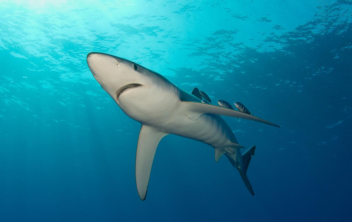 sinji morski pes | Sinji morski pes oziroma Prionace glauca | Foto Getty Images
