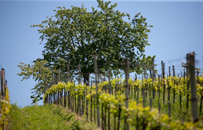 Ekološka kmetija Valentan Vodole Malečnik vino vinograd | Foto: Peter Susič