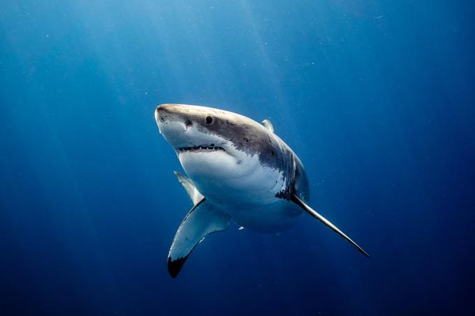 V Jadranskem morju so do zdaj zabeležili 11 napadov morskih psov na ljudi s smrtnim izidom.  | Foto: Shutterstock