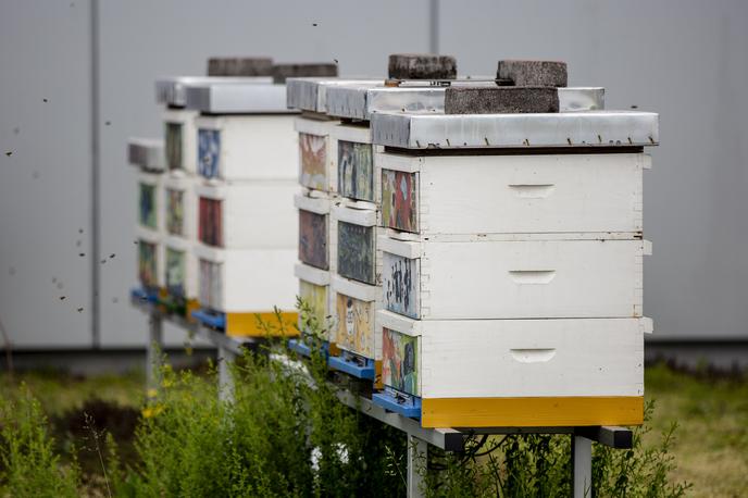 Otvoritev hotela za čebele samotarke | Foto Ana Kovač