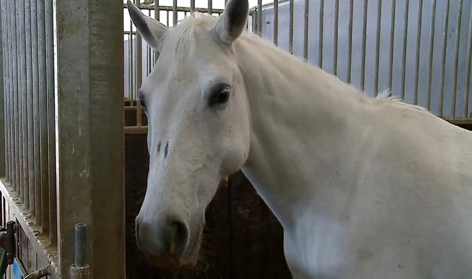 Kobila ima pri čeljusti bulo, ki naj bi bila posledica granuloma. Drugih vidnih poškodb nima. | Foto: Planet TV