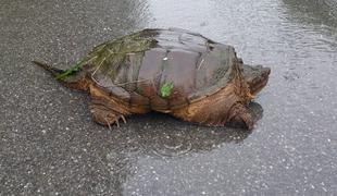 Previdno, v mariborski park zašla nevarna želva