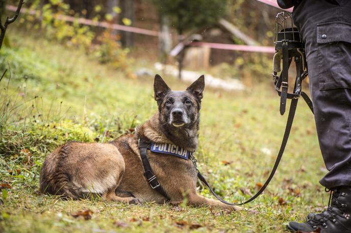 Policijski pes | Foto Klemen Korenjak