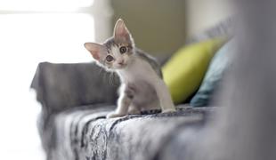 V Sloveniji je 2.890 prebivalcev s priimkom, povezanim z mačkami #video