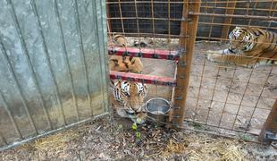 Rešil in v okolici Vrhnike naselil tri sibirske tigre #foto #video