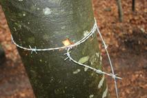 Bodeča žica napeta med drevesi na Mariborskem Pohorju