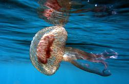 Pozor! Meduza mesečinka pri Kamenjaku je lahko zelo boleča #foto