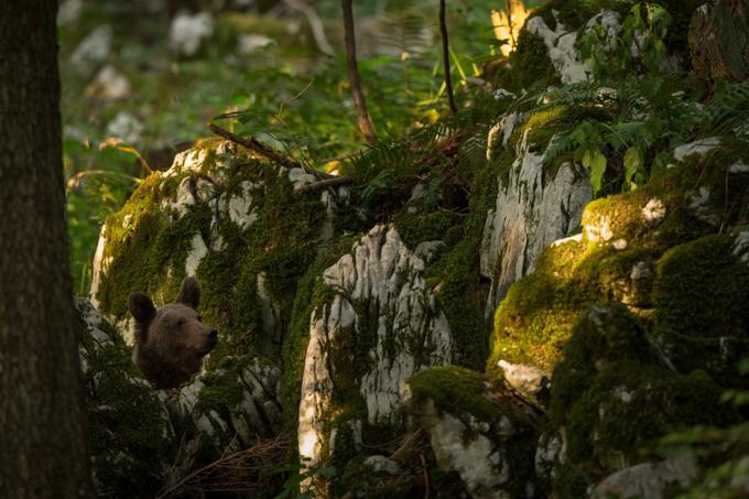 Opazovalnice, od koder ljubitelji živali lahko oprezajo za divjimi zvermi, so postavljene v bližini registriranih krmišč, ki jih zalagajo lovci. | Foto: Slovenianbears.com