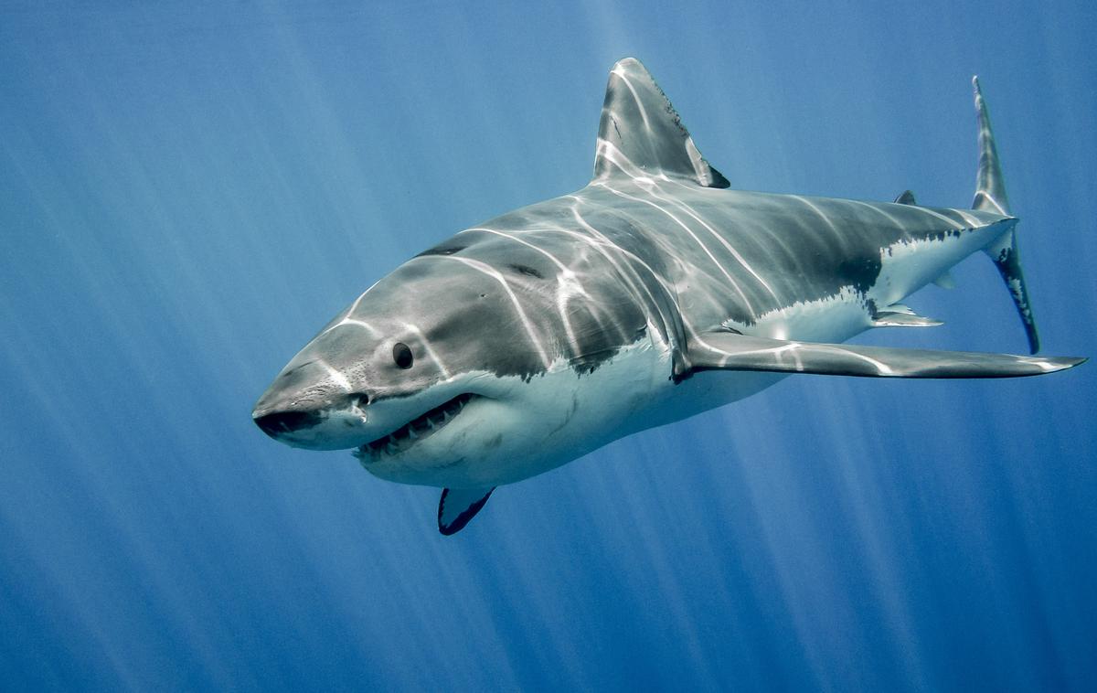 Morski pes | Eden izmed kopalcev je morskega psa začel tolči s krpo za tla in ga pregnal. | Foto Shutterstock