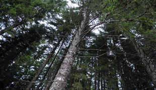 Gozdovom na Jelovici in Pokljuki grozi katastrofa