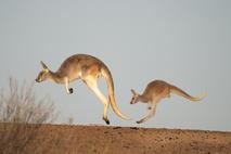 kenguru, Avstralija, ceste