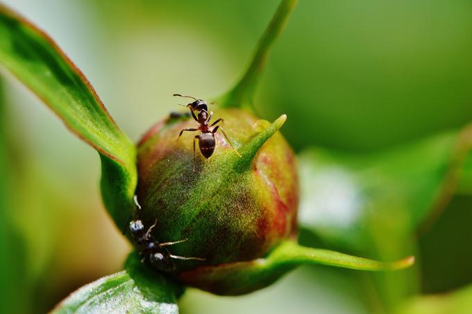 mravljice | Foto: Pixabay