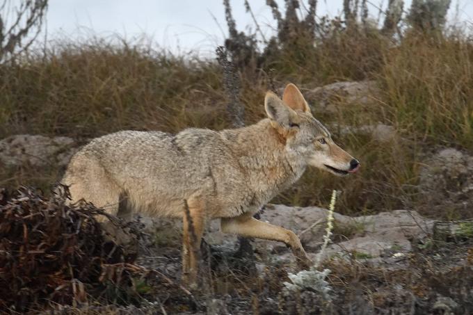 Kojoti (latinsko canis latrans) in volkovi so se začeli genetsko ločevati pred 700 tisoč leti. Pozneje so se v Severni Ameriki začeli mešati sivi volkovi iz Sibirije in kojoti. Današnji severnoameriški volkovi imajo tako od deset do 20 odstotkov kojotskih genov, preostali del genetskega porekla pa so geni sibirskih sivih volkov. Na fotografiji je severnoameriški kojot.  | Foto: Guliverimage/Vladimir Fedorenko