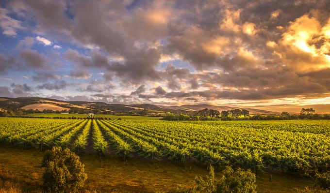 Sončni zahod nad avstralskimi vinogradi | Foto: AdobeStock | Foto: 
