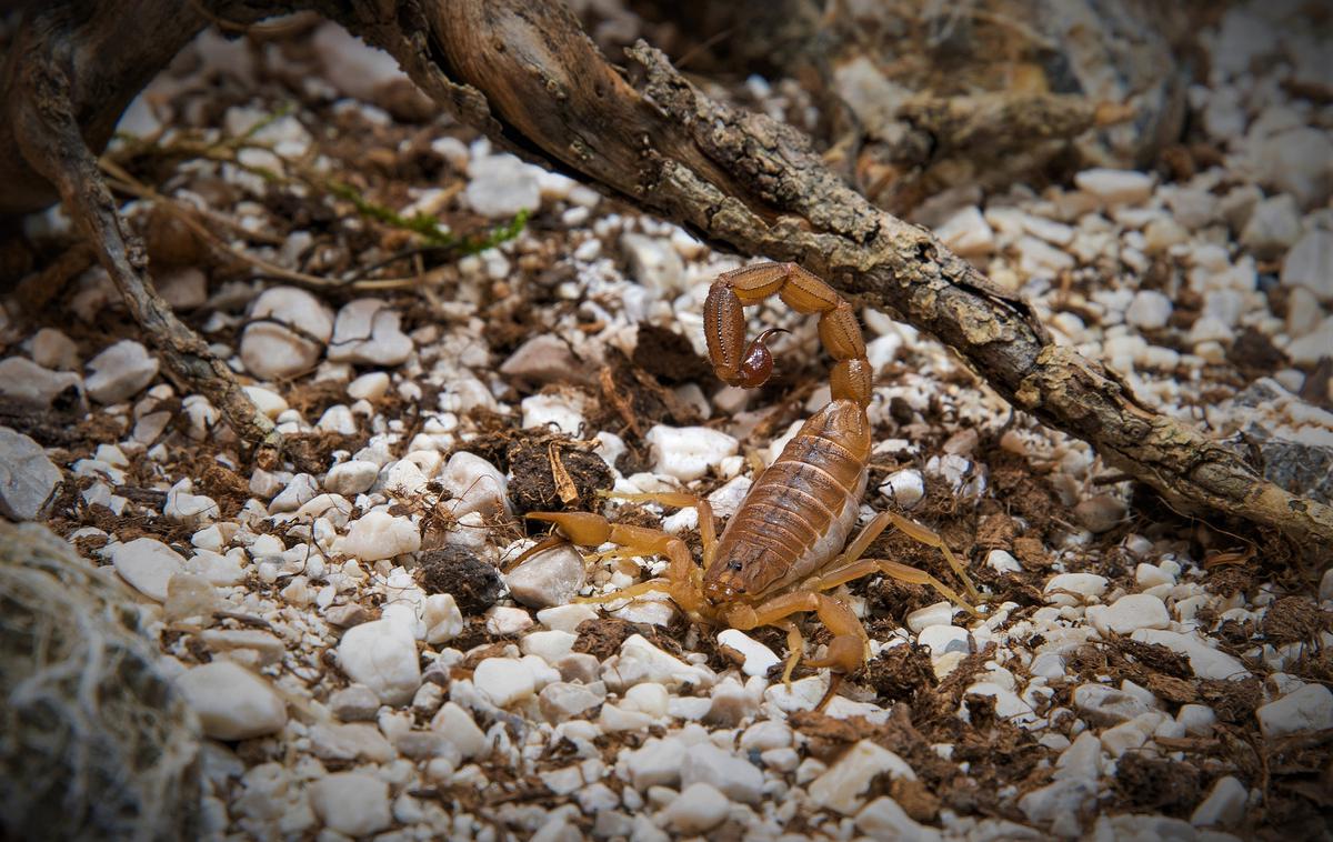 razstava pajkov in škorpijonov | Hottentotta tamulus, najbolj strupen škorpijon na svetu | Foto Arhiv organizatorja
