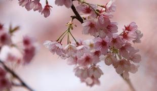 Češnjev cvet simbol POI 2020