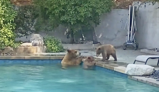 Neverjetno: medvedi začofotali v bazenu #video
