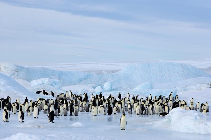 Lani je bilo zaradi tega prizadetih 14 od 66 kolonij cesarskih pingvinov na Antarktiki, kar je sicer manj kot leto prej, ko jih je bilo prizadetih 19. | Foto: Shutterstock
