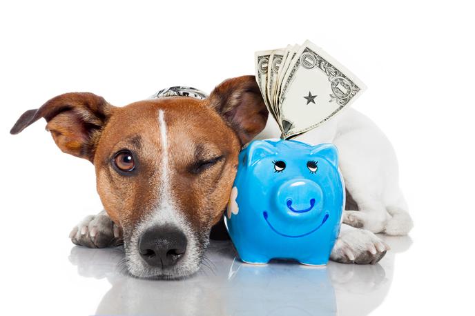 kuža pes denar šparovček banka živali | Foto Thinkstock