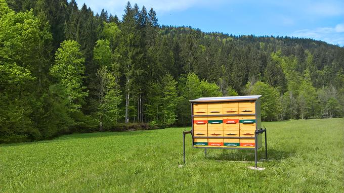 Nika se najbolje počuti v družbi čebel, v naravi. | Foto: osebni arhiv/Lana Kokl