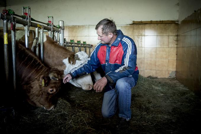 V času našega obiska so krave v hlevu pridno čakale veterinarja, ki jih je prišel cepiti proti bolezni modrikastega jezika. | Foto: Ana Kovač