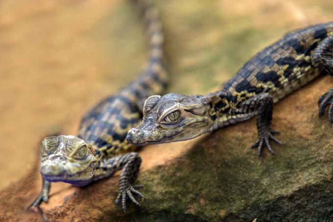 "V močvirskem narodnem parku Everglades na Floridi se je že velikokrat zgodilo, da so obiskovalci poskusili uloviti mladičke aligatorjev, ameriških sorodnikov krokodilov. Ne le da obiskovalci pogosto pozabijo, da ljubki aligatorčki kasneje zrastejo v večmetrske superplenilce, kriki mladičkov, ki poskušajo ubežati obiskovalcem, do skupin turistov privabijo tudi odrasle aligatorje, s katerimi pa ni šale." | Foto: Thinkstock