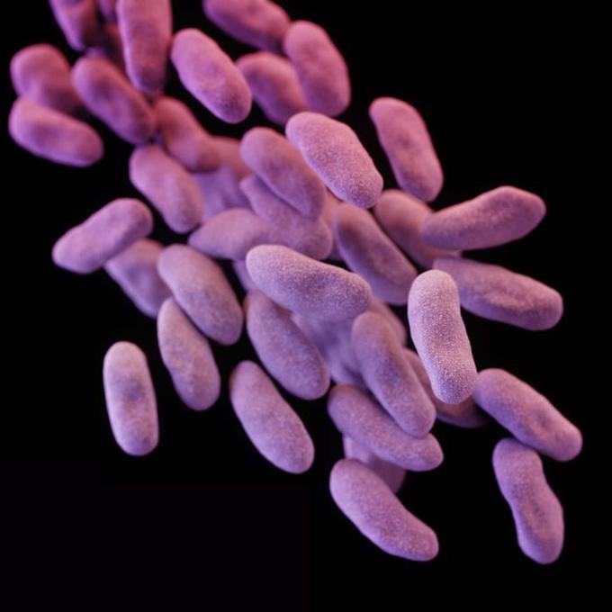 Družina bakterij CRE je odporna proti mnogo antibiotikom, kar otežuje njeno zdravljenje. | Foto: 