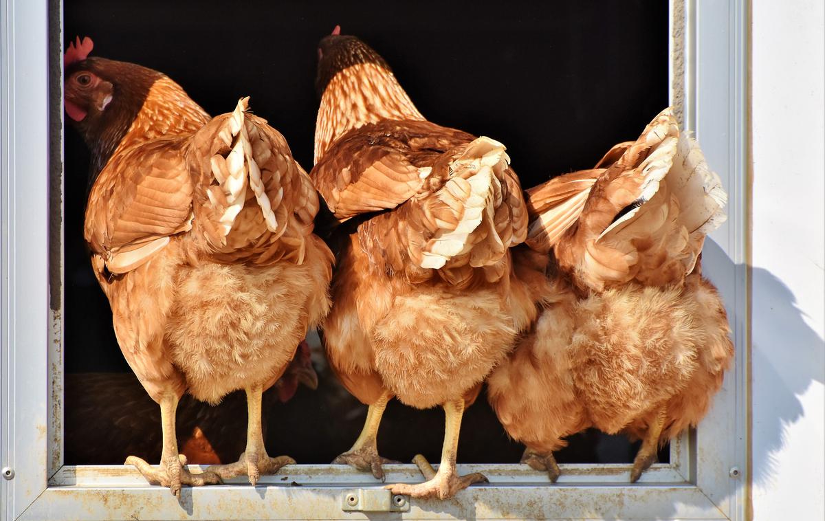 kokoši | Podrobnejše informacije in ukrepi za preprečevanje okužbe so dostopni na spletni strani o aviarni influenci. | Foto Pixabay