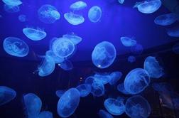 V Istri ni smrtonosnih meduz
