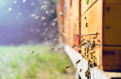 Odkrili naravni botoks: raziskave potrjujejo učinke čebeljega strupa na pomlajevanje