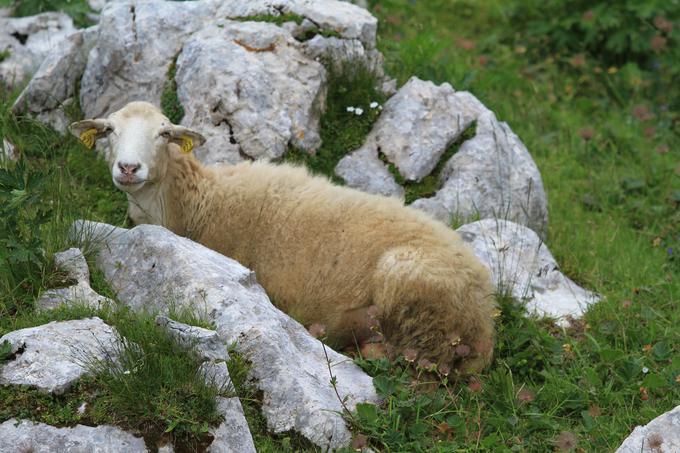 Bovška ovca (Foto: G. Gorjanc) | Foto: G. Gorjanc