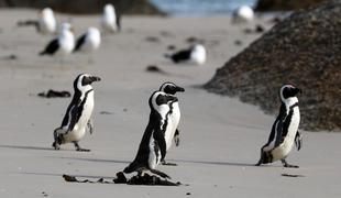 Zaradi čebeljih pikov umrlo 63 afriških pingvinov