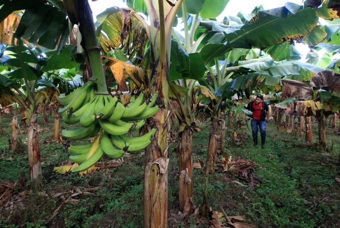 Panamska bolezen je, ko enkrat napade nasad banan, tako rekoč neustavljiva, saj je ni mogoče odpraviti s herbicidom ali katero koli drugo metodo bionadzora. | Foto: Reuters