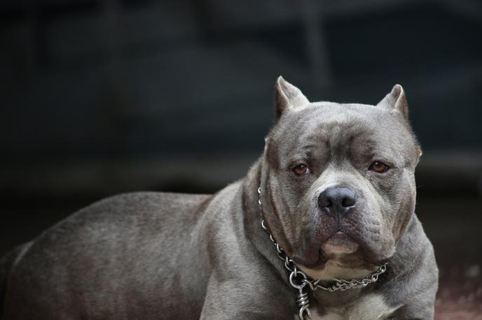 Ameriški pitbull | Foto Thinkstock