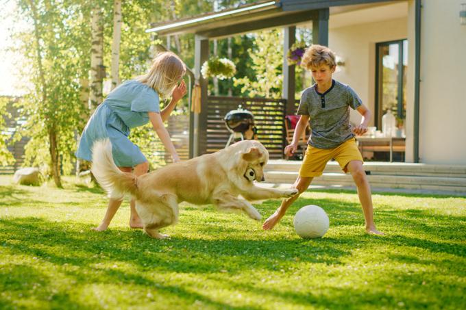 hišni ljubljenčki pes kuža | Foto: Shutterstock