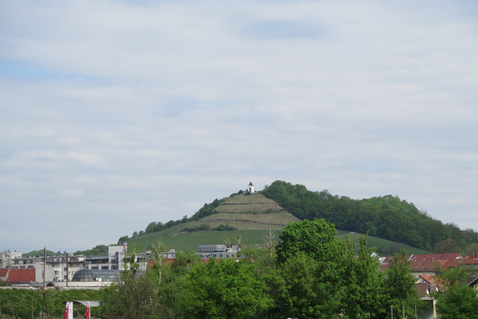Pobočja mariborske Piramide krasi vinska trta, Osmanagić pa trdi, da ima hrib tudi ugoden energijski učinek.  | Foto: STA ,