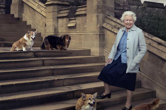 corgi | Valižanski ovčarji so kraljico spremljali ves čas njene 70-letne vladavine. Pogosto so ji sledili iz sobe v sobo, večkrat jih je videti tudi na uradnih fotografijah monarhinje. | Foto Reuters