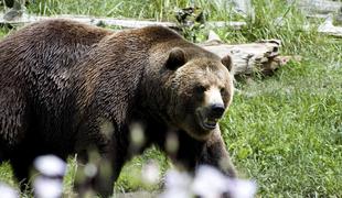 Po primorski avtocesti je kolovratil medved