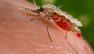 Je to pot do rešitve pred nadležnimi komarji?