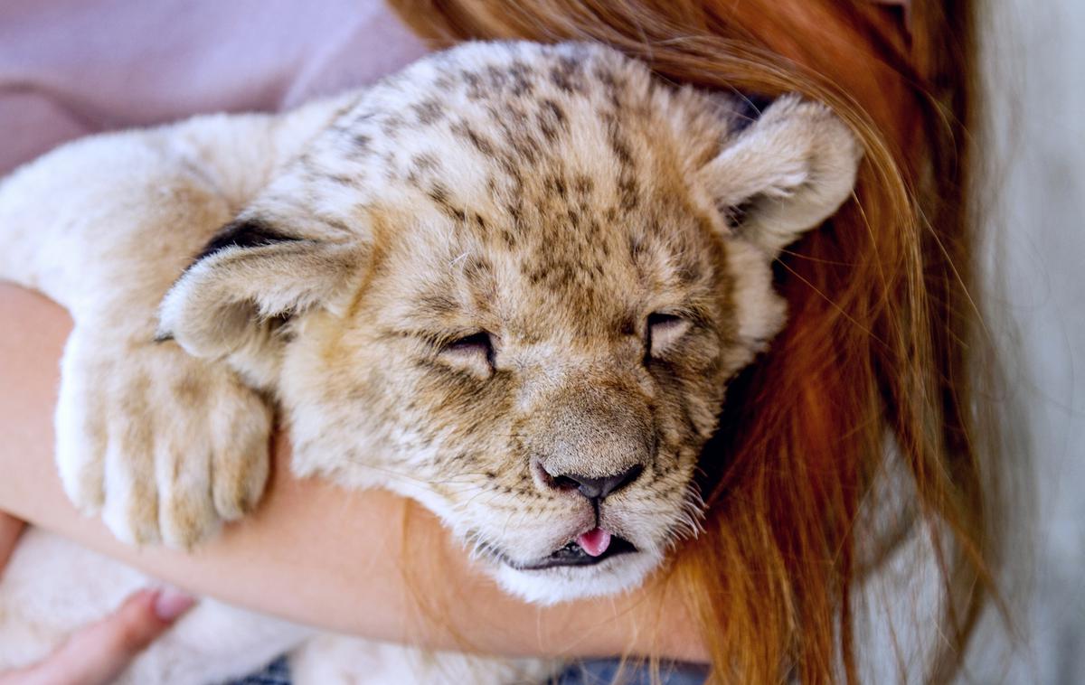 Levji mladič | Oba Srba so osumili kaznivih dejanj, živali pa sta že na varnem. | Foto Shutterstock