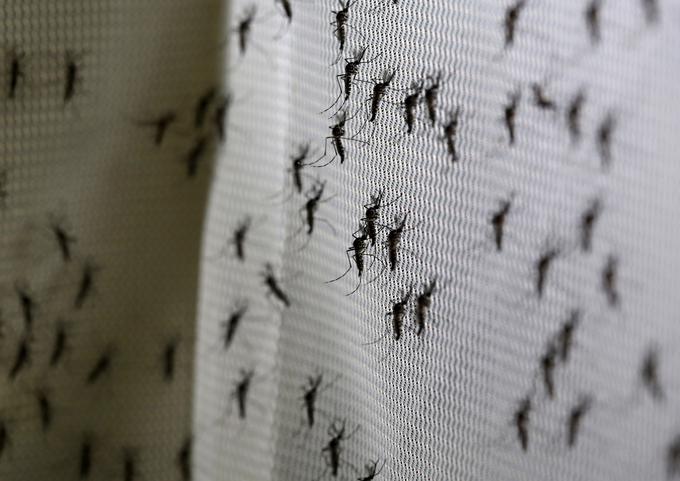 Z mrežami na oknih lahko preprečimo vstop nadležnih insektov v prebivališča. | Foto: Reuters